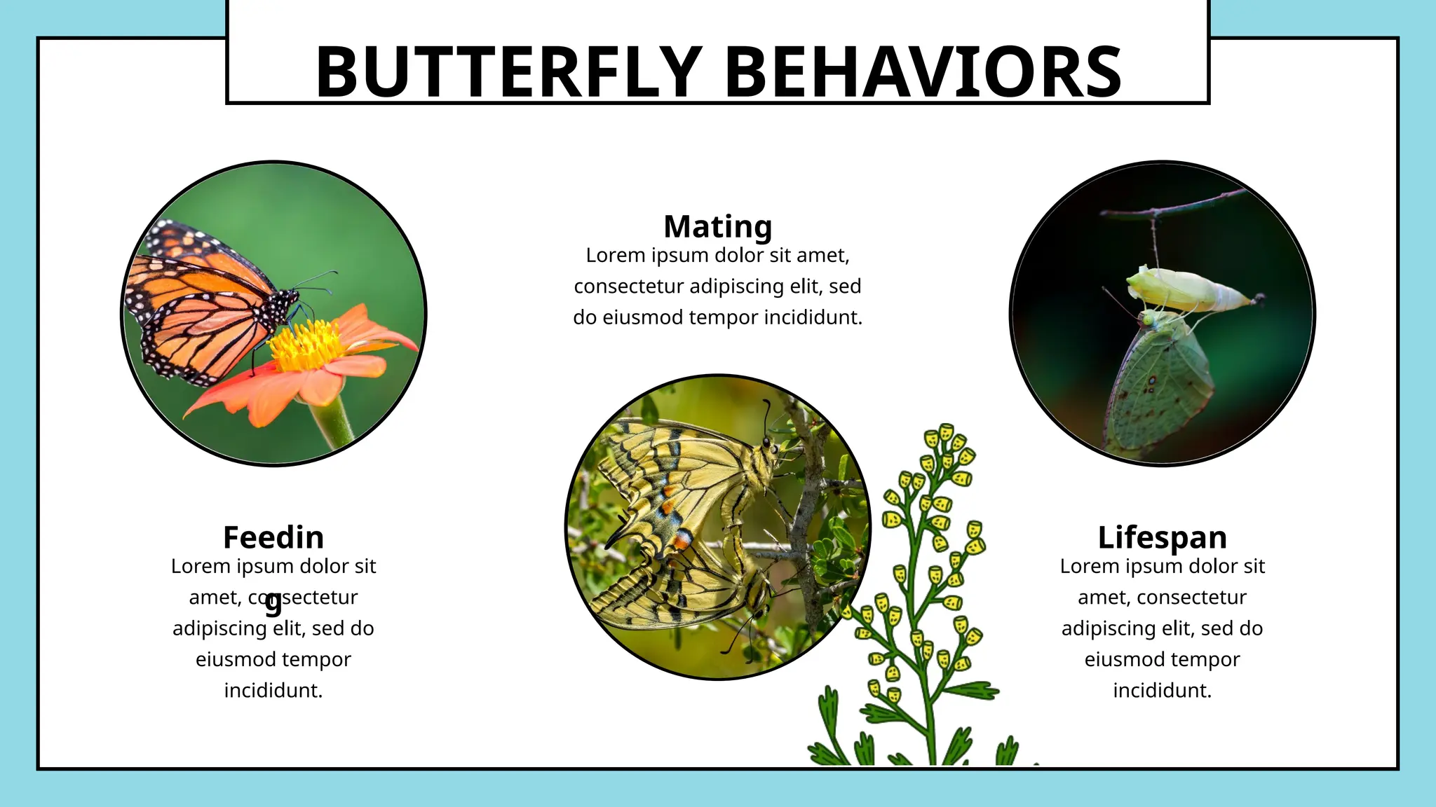 Simple Illustrative Butterfly Life Cycle Infographic.pptx