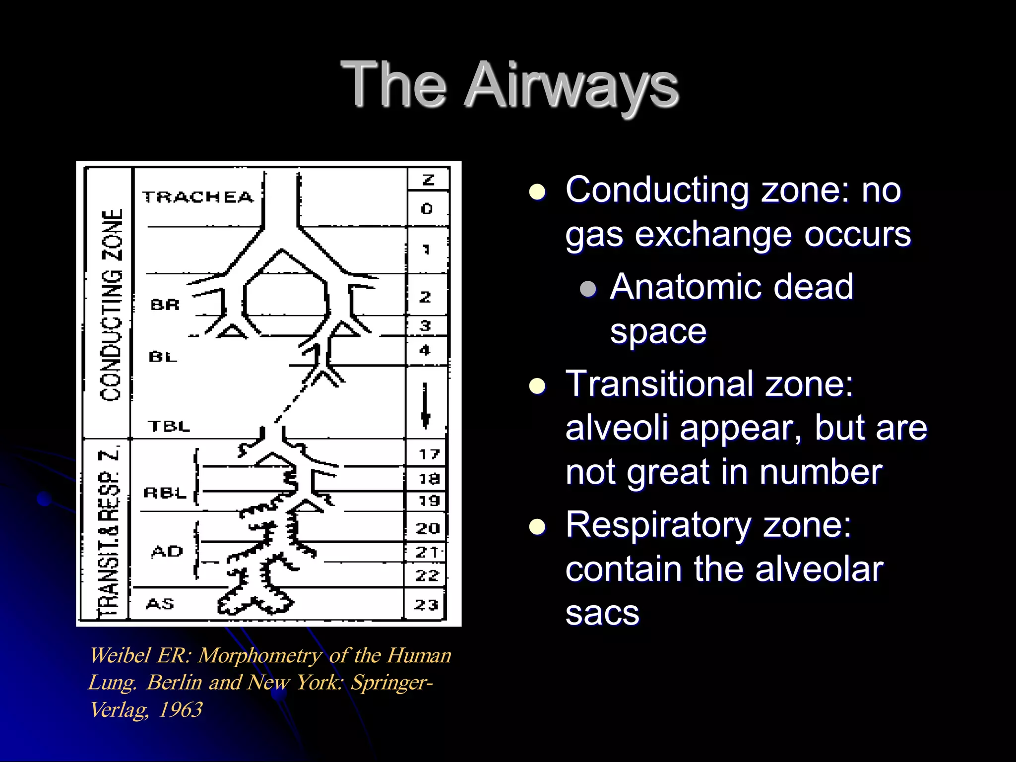 The Airways






Weibel ER: Morphometry of the Human
Lung. Berlin and New York: SpringerVerlag, 1963

Conducting zone: no
gas exchange occurs
 Anatomic dead
space
Transitional zone:
alveoli appear, but are
not great in number
Respiratory zone:
contain the alveolar
sacs

 