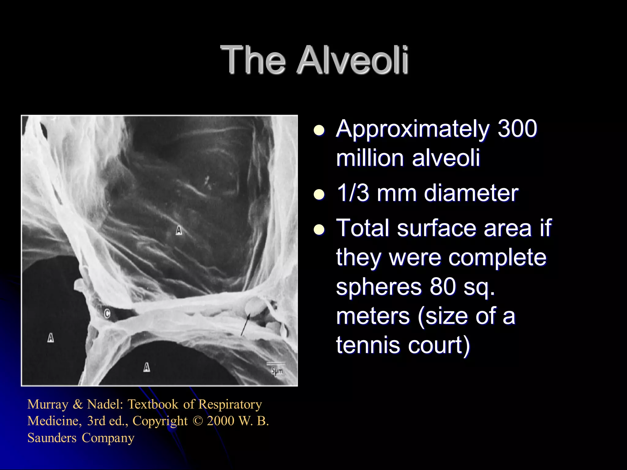 The Alveoli





Murray & Nadel: Textbook of Respiratory
Medicine, 3rd ed., Copyright © 2000 W. B.
Saunders Company

Approximately 300
million alveoli
1/3 mm diameter
Total surface area if
they were complete
spheres 80 sq.
meters (size of a
tennis court)

 