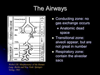 The Airways






Weibel ER: Morphometry of the Human
Lung. Berlin and New York: SpringerVerlag, 1963

Conducting zone: no
gas exchange occurs
 Anatomic dead
space
Transitional zone:
alveoli appear, but are
not great in number
Respiratory zone:
contain the alveolar
sacs

 