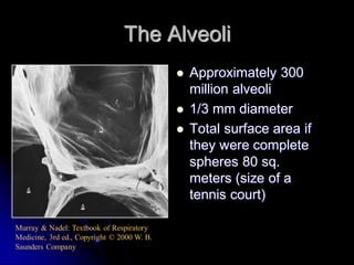 The Alveoli





Murray & Nadel: Textbook of Respiratory
Medicine, 3rd ed., Copyright © 2000 W. B.
Saunders Company

Approximately 300
million alveoli
1/3 mm diameter
Total surface area if
they were complete
spheres 80 sq.
meters (size of a
tennis court)

 