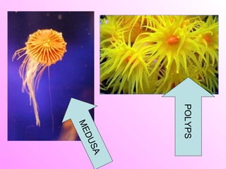 • All cnidarians have tentacles
  covered with stinging cells
• When an organism brushes
  against the tentacles, it
  act...