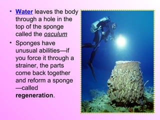 • A sponge’s skeleton
  supports its body and
  helps protect it from
  predators
• Most sponges have
  skeleton made of s...
