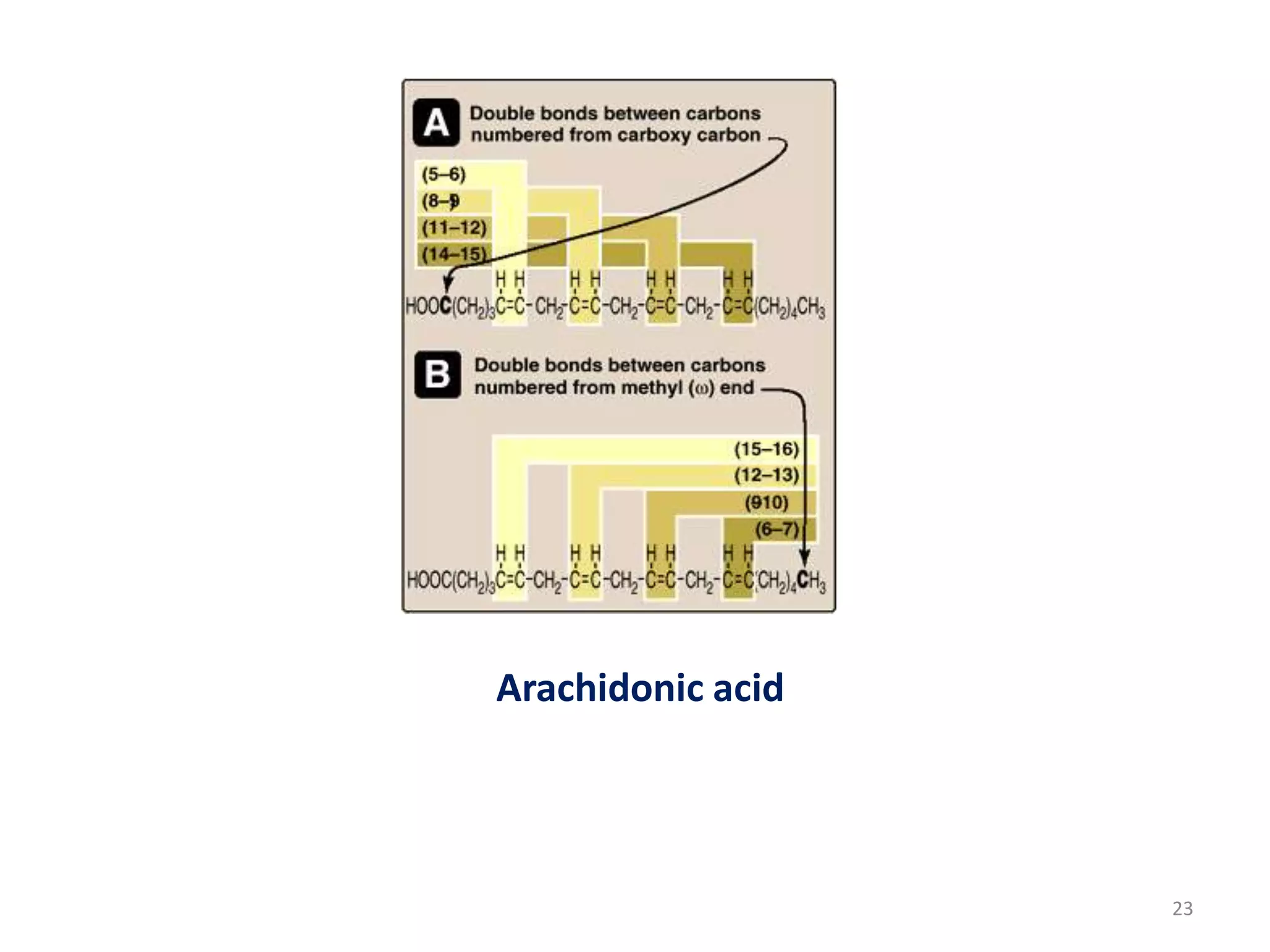 Arachidonic acid
23
 
