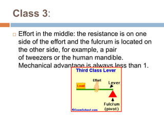 Class 3:
 Effort in the middle: the resistance is on one
side of the effort and the fulcrum is located on
the other side,...