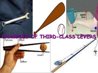EXAMPLES OF THIRD-CLASS LEVERS

 