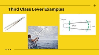 Third Class Lever Examples
 