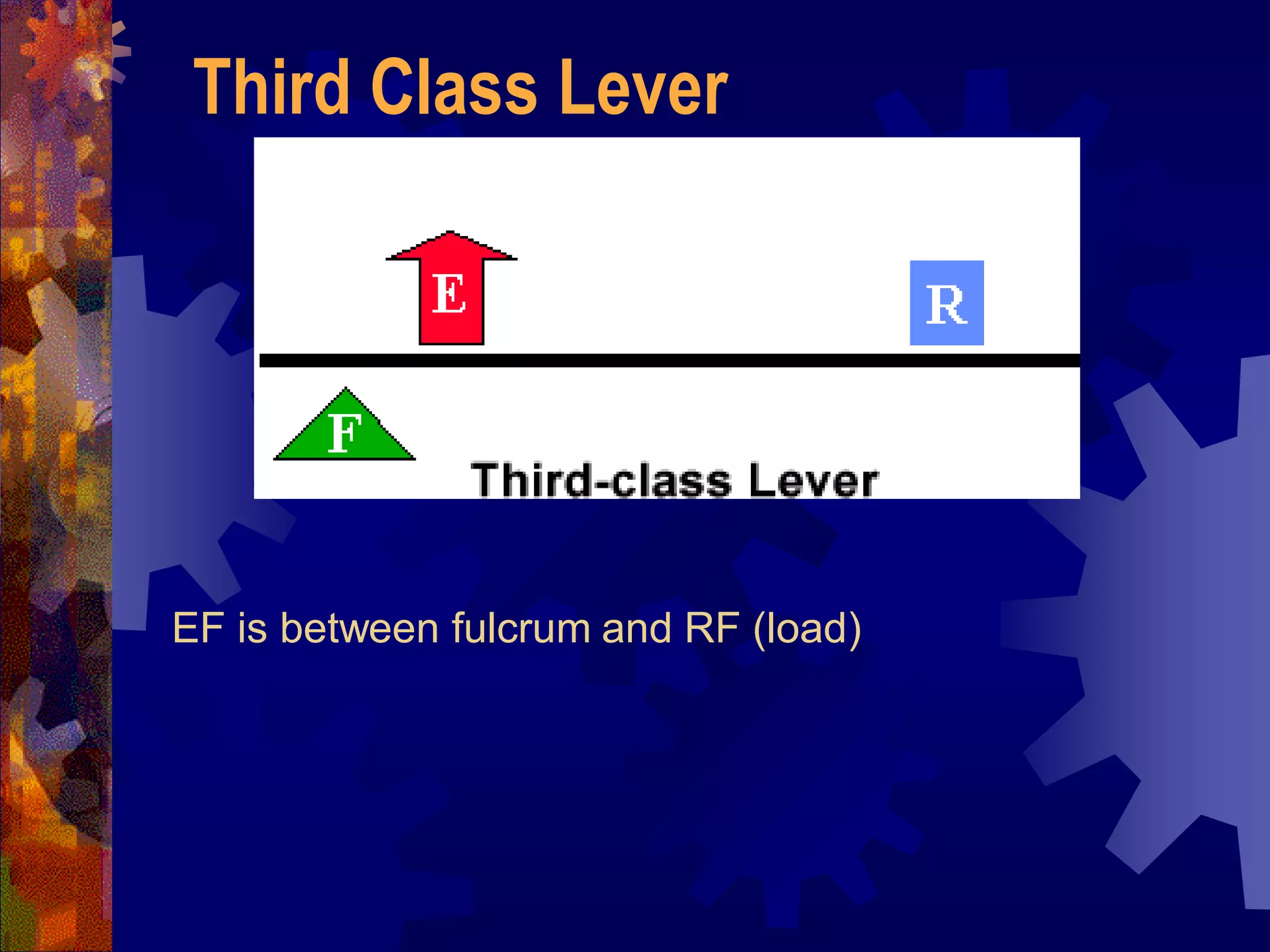 EF is between fulcrum and RF (load)
Third Class Lever
 