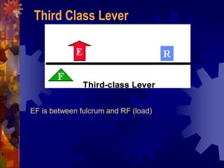 EF is between fulcrum and RF (load)
Third Class Lever
 
