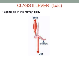 CLASS II LEVER (load)
• Examples in the human body