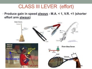 CLASS III LEVER (effort)
• Produce gain in speed always - M.A. < 1, V.R. <1 (shorter
effort arm always)