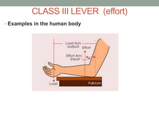 CLASS III LEVER (effort)
• Examples in the human body