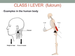 CLASS I LEVER (fulcrum)
• Examples in the human body