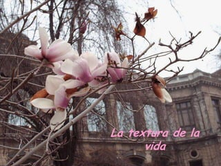 La textura de la
      vida
 