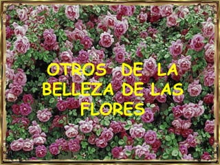 OTROS DE LA
BELLEZA DE LAS
    FLORES
 
