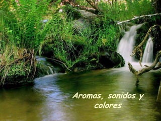 Aromas, sonidos y
    colores
 