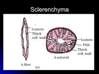 Sclerenchyma
 