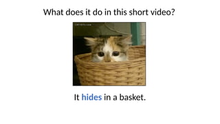 What does it do in this short video?
It hides in a basket.
 