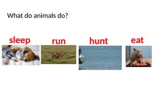 What do animals do?
sleep run hunt eat
 