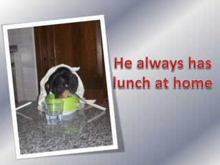 Simple present: my dog's day