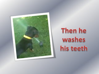 Simple present: my dog's day