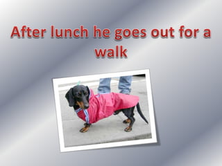 Simple present: my dog's day