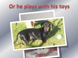 Simple present: my dog's day