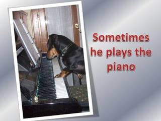 Simple present: my dog's day