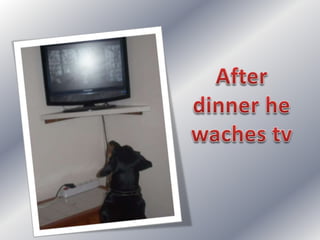 Simple present: my dog's day