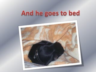 Simple present: my dog's day