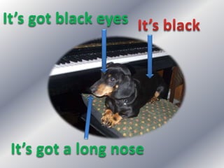 It’s got black eyes
It’s got a long nose
 