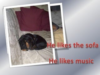 Simple present: my dog's day