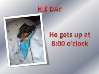 Simple present: my dog's day