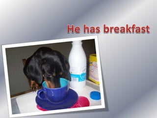 Simple present: my dog's day