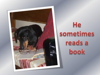 Simple present: my dog's day