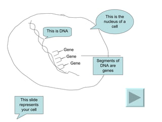This is the nucleus of a cell This is DNA This slide represents your cell Segments of DNA are genes Gene Gene Gene 