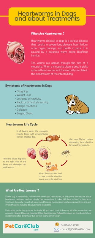 Heartwormsdiseaseindogsisaseriousdisease
that results in severe lung disease, heart failure,
other organ damage, and death in pets. It is
caused by a parasitic worm called  Dirofilaria
immitis.
The worms are spread through the bite of a
mosquito. When a mosquito bites a dog, it picks
uplarvalheartwormswhicheventuallycirculatein
thebloodstreamoftheinfecteddog.
Coughing
WeightLoss
Lethargyorinactivity
Rapidordifficultybreathing 
Allergicreactions
Collapse
BulgingChest
If your dog is determined to have such developed heartworms, at that point they require actual
heartworm treatment and not simply the preventives. It takes 60 days to finish a heartworm
treatment.Generally,thevetwillrecommendfinishingthecourseof heartwormpreventives andanti-
infectionagentsincludingdoxycyclineandprednisone.
Fortunately, protecting your pet is simple. All you need to do is keep up with his preventive care
products.  NexgardSpectra, HeartgardPlus, Revolution and Nuheartfordogs  aretheabsolutebest
anddemonstrateddewormersthatpreventheartworminfection.
Heartworms in Dogs
and about Treatments
SymptomsofHeartwormsinDogs
WhatAreHeartworms ?
Thenthe larvaemigrates
to the right side of the
heart and develops into
adultworms
Whenthemosqutio feed
onnewhosttheinfection
larvaealsoentersinthem
the microfilariae beigns
developing into infective
larvaewithinmosquito.
It all begins when the mosquito
ingests blood with mmicrofilariae
fromaninfecteddog.
WhatAreHeartworms ?
+18003041918
contact@PetCareClub.com
HeartwormsLifeCycle
 