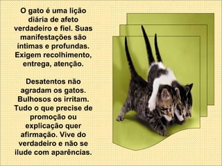 O gato é uma lição diária de afeto verdadeiro e fiel. Suas manifestações são íntimas e profundas. Exigem recolhimento, entrega, atenção. Desatentos não agradam os gatos. Bulhosos os irritam. Tudo o que precise de promoção ou explicação quer afirmação. Vive do verdadeiro e não se ilude com aparências. 