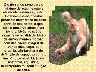 O gato sai do sono para o máximo de ação, tensão e elasticidade num segundo. Conhece o desempenho preciso e milimétrico de cada parte do seu corpo, a qual ama e preserva como a um templo. Lição de saúde sexual e sensualidade. Lição de envolvimento amoroso com dedicação integral de vários dias. Lição de organização familiar e de definição de espaço próprio e território pessoal. Lição de anatomia, equilíbrio, desempenho muscular. Lição de salto. 