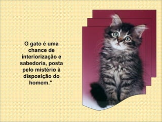 O gato é uma chance de interiorização e sabedoria, posta pelo mistério à disposição do homem."  