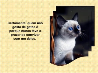 Certamente, quem não gosta de gatos é porque nunca teve o prazer de conviver com um deles.  