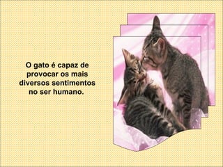 O gato é capaz de provocar os mais diversos sentimentos no ser humano.  