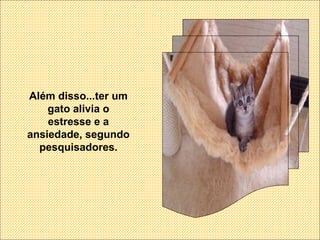 Além disso...ter um gato alivia o estresse e a ansiedade, segundo pesquisadores. 