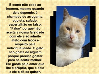 E como não cede ao homem, mesmo quando dele depende, é chamado de arrogante, egoísta, safado, espertalhão ou falso. "Falso" porque não aceita a nossa falsidade com ele e só admite afeto com troca e respeito pela individualidade. O gato não gosta de alguém porque precisa gostar para se sentir melhor. Ele gosta pelo amor que lhe é próprio, que é dele e ele o dá se quiser. 