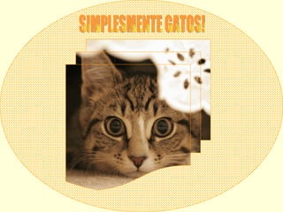 SIMPLESMENTE GATOS! 