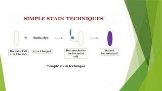 simple staining.pptx/By:Keerthana Ramesh | PPTX