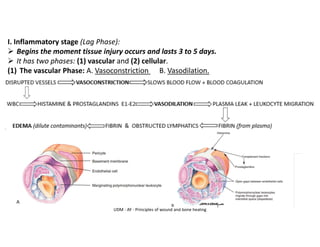 UDM - AY - Principles of wound and bone healing
I. Inflammatory stage (Lag Phase):
➢ Begins the moment tissue injury occurs and lasts 3 to 5 days.
➢ It has two phases: (1) vascular and (2) cellular.
(1) The vascular Phase: A. Vasoconstriction B. Vasodilation.
 
