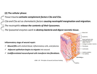 (2) The cellular phase:
Tissue trauma activate complement factors C3a and C5a.
C3a and C5a act as chemotactic factors causing neutrophil margination and migration.
The neutrophils release the contents of their lysosomes.
The lysosomal enzymes work to destroy bacteria and digest necrotic tissue.
Inflammatory stage of wound repair:
✓ Wound fills with clotted blood, inflammatory cells, and plasma.
✓ Adjacent epithelium begins to migrate into wound.
✓ Undifferentiated mesenchymal cells transform into fibroblasts..
UDM - AY - Principles of wound and bone healing
 