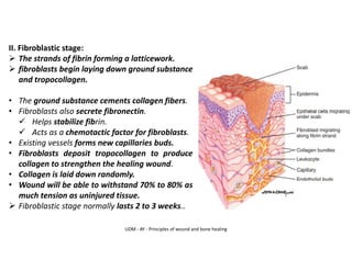 UDM - AY - Principles of wound and bone healing
II. Fibroblastic stage:
➢ The strands of fibrin forming a latticework.
➢ fibroblasts begin laying down ground substance
and tropocollagen.
• The ground substance cements collagen fibers.
• Fibroblasts also secrete fibronectin.
✓ Helps stabilize fibrin.
✓ Acts as a chemotactic factor for fibroblasts.
• Existing vessels forms new capillaries buds.
• Fibroblasts deposit tropocollagen to produce
collagen to strengthen the healing wound.
• Collagen is laid down randomly.
• Wound will be able to withstand 70% to 80% as
much tension as uninjured tissue.
➢ Fibroblastic stage normally lasts 2 to 3 weeks..
 