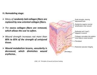 UDM - AY - Principles of wound and bone healing
III. Remodeling stage:
➢ Many of randomly laid collagen fibers are
replaced by new oriented collagen fibers.
➢ The excess collagen fibers are removed,
which allows the scar to soften.
➢ Wound strength increases not more than
80% to 85% of the strength of uninjured
tissue.
➢ Wound metabolism lessens, vascularity is
decreased, which diminishes wound
erythema..
 
